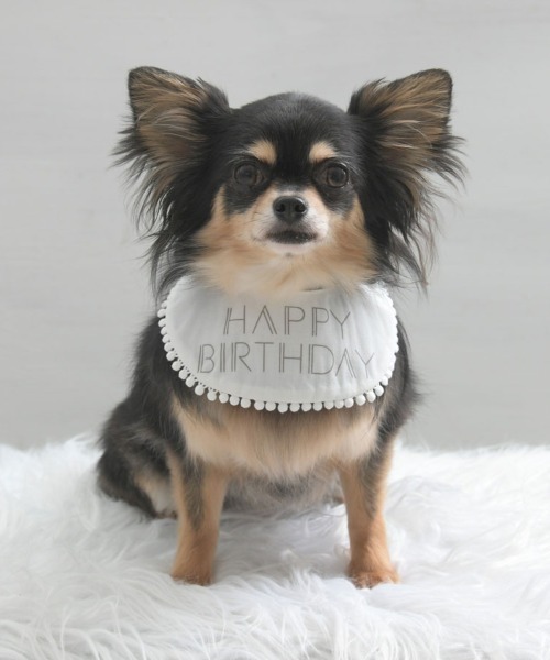 Calulu（カルル） Calulu/HAPPYBIRTHDAYアニバーサリースタイ