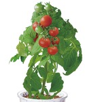 インテリア 育てるグリーン「野菜」 / 656414の詳細画像1