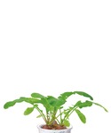 インテリア 育てるグリーン「野菜」 / 656414の詳細画像3