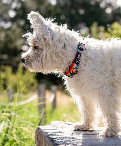 WOLFGANG MAN & BEAST 犬 ハーネス リード WOLFGANG MAN＆BEAST/ウルフ