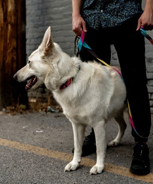 WOLFGANG MAN & BEAST 犬 ハーネス リード WOLFGANG MAN＆BEAST/ウルフ