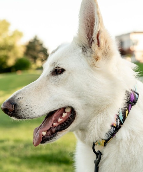 WOLFGANG MAN & BEAST 犬 ハーネス リード WOLFGANG MAN＆BEAST/ウルフ