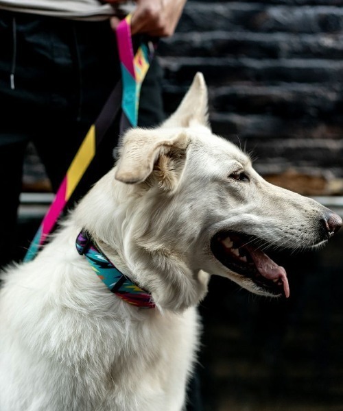 WOLFGANG MAN & BEAST 犬 ハーネス リード WOLFGANG MAN＆BEAST/ウルフ