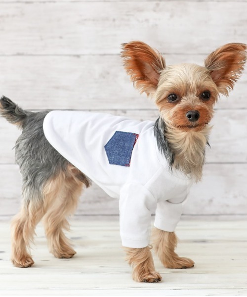 ペット 犬と生活 いぬとせいかつ クレンゼｔシャツ 抗菌 抗ウィルス機能 犬服 ドッグウェア Zozotown Paypayモール店 通販 Paypayモール