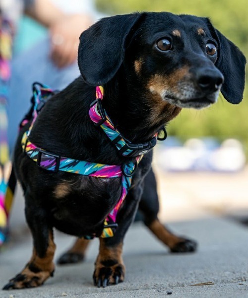 WOLFGANG MAN & BEAST 犬 ハーネス リード WOLFGANG MAN＆BEAST/ウルフ