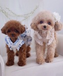 犬 服 空調ペット服対応 ペットサンドレス 選...の詳細画像2