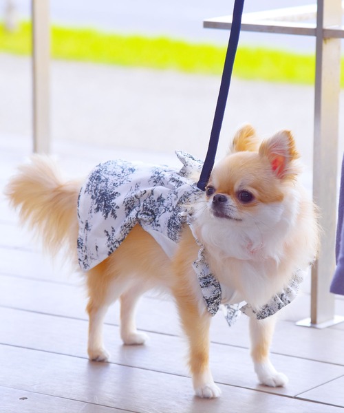 ONEKOSAMA OINUSAMA（おねこさま・おいぬさま） 犬 服 空調ペット服
