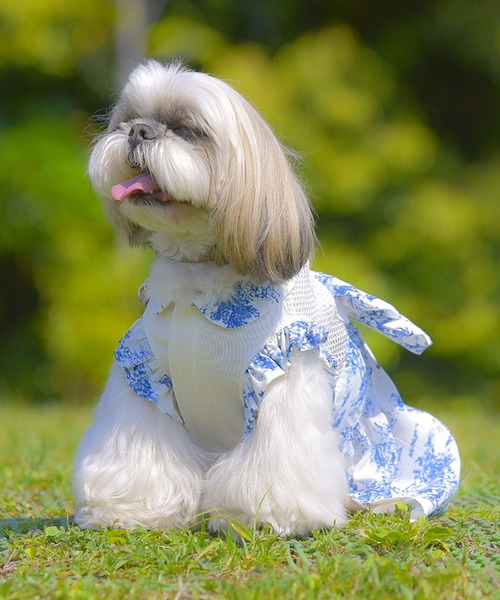 犬服・アクセサリー OINUSAMA ONEKOSAMA OINUSAMA（おねこさま・おいぬさま） 犬 服 空調ペット服