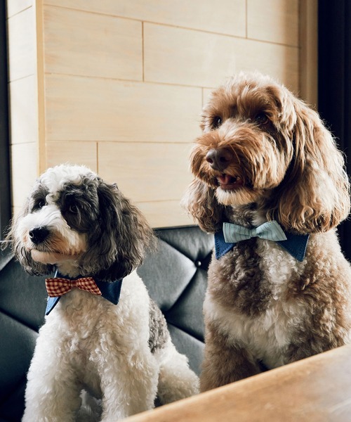 犬 蝶ネクタイ（ROPE' PICNIC）のおすすめ人気商品一覧 通販 - Yahoo