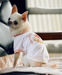犬 服 「comif(コミフ)×ROPE PI...の詳細画像4