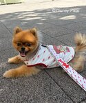 犬 服 「KIDS」「TOY STORY/トイ...の詳細画像4