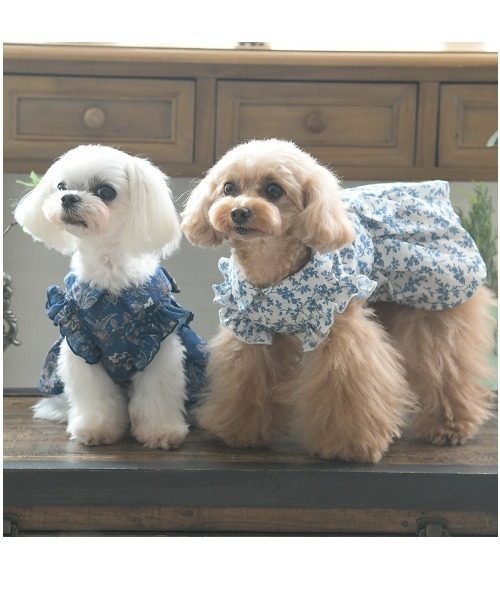 LAURA ASHLEY（ローラアシュレイ） 犬 服 LAURA ASHLEY/リボン