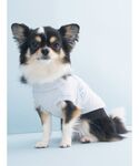 犬 服 「CAT&DOG」「Birthday」...の詳細画像3