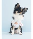 犬 服 「CAT&DOG」「Birthday」...の詳細画像2