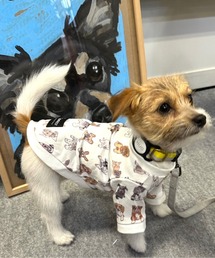 犬服・アクセサリー EQT STEP EQT 歩けるくん（犬用ネックバンド）＊ポスト配送可｜わん