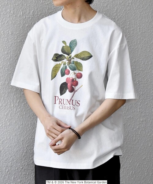 SHIPS any tシャツ 「SHIPS any別注」NYBG: ボタニカル プリント