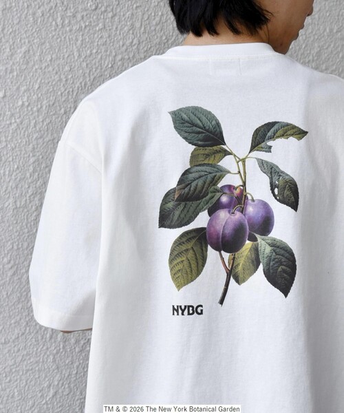 SHIPS any tシャツ 「SHIPS any別注」NYBG: ボタニカル プリント