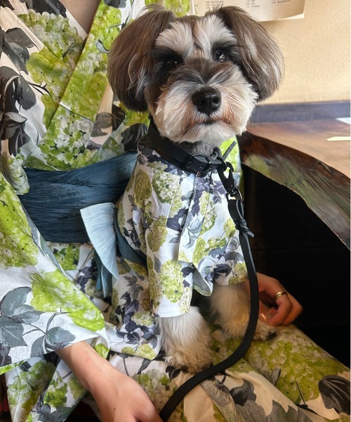 ONEKOSAMA OINUSAMA（おねこさま・おいぬさま） 犬 服 DESIGNERS GUILD