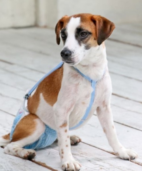 ペット 犬と生活 いぬとせいかつ ３点式サスペンダー L Xl 犬服 ドッグウェア Zozotown Paypayモール店 通販 Paypayモール