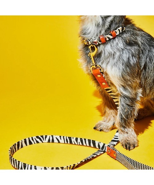 犬 ハーネス リード ZEBRA CANVAS COLLAR | WARE OF THE DOG | 03