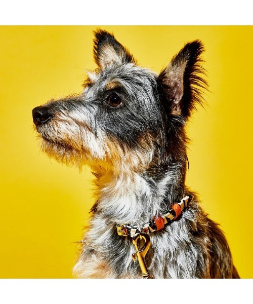 犬 ハーネス リード ZEBRA CANVAS COLLAR | WARE OF THE DOG | 02