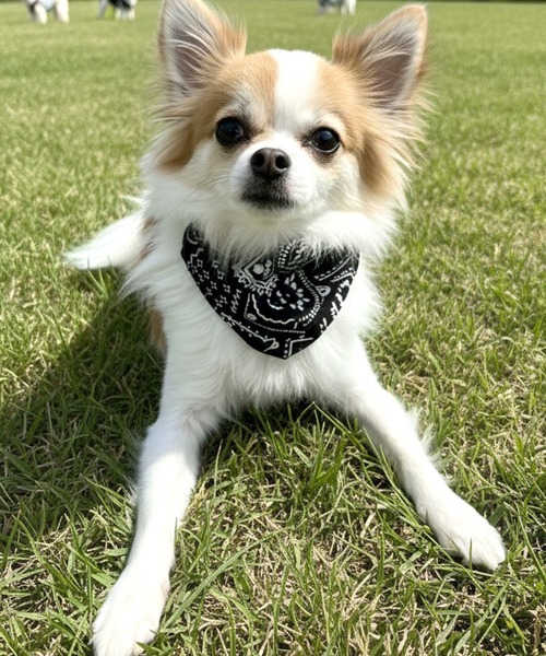 犬 ハーネス リード 「yield select」ペット服 リードフック付き 首輪