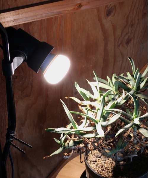 ブリム　PLANTS NEXTLIGHTLEDランプ 13個セット E26 BRID（ブリッド） 照明 「パーツ販売」プランツライト 電球 / PLANTS