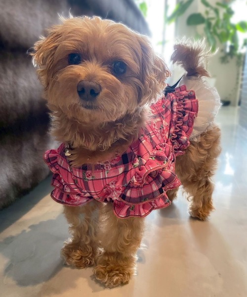 Diable baiser（ディアブルベーゼ） 犬 服 花柄×ピンクチェック柄