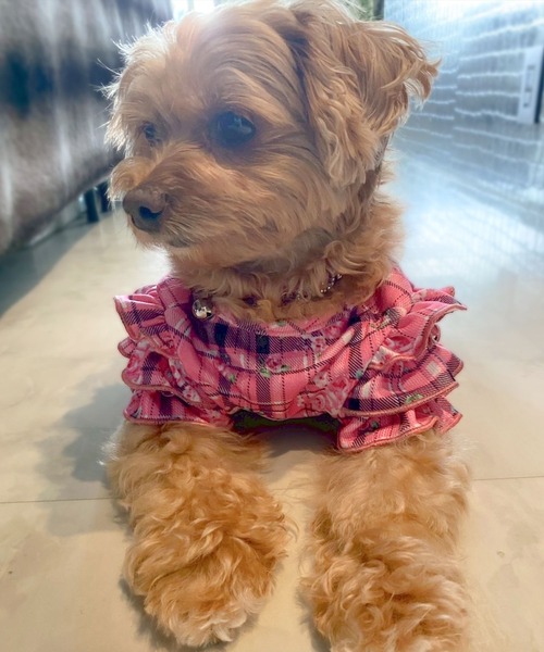 Diable baiser（ディアブルベーゼ） 犬 服 花柄×ピンクチェック柄