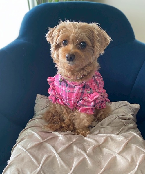 Diable baiser（ディアブルベーゼ） 犬 服 花柄×ピンクチェック柄