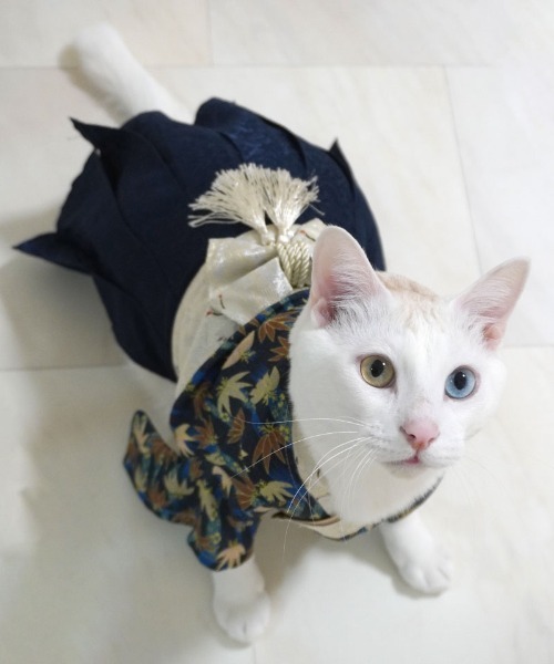 ONEKOSAMA OINUSAMA（おねこさま・おいぬさま） 犬 服 袴風ペット