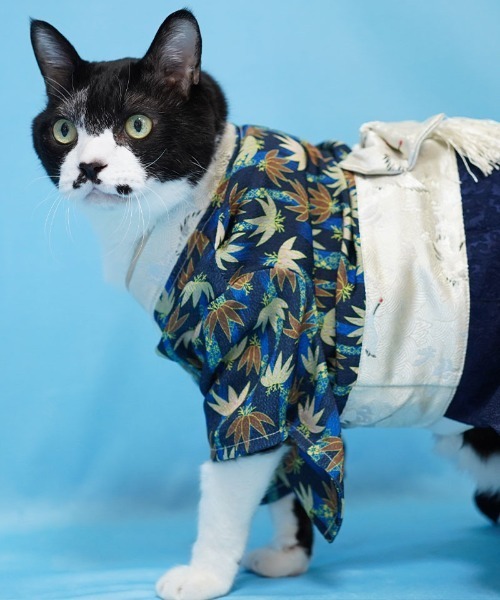 ONEKOSAMA OINUSAMA（おねこさま・おいぬさま） 犬 服 袴風ペット