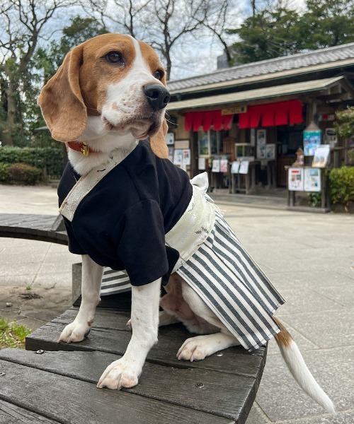 ONEKOSAMA OINUSAMA（おねこさま・おいぬさま） 犬 服 袴風ペット