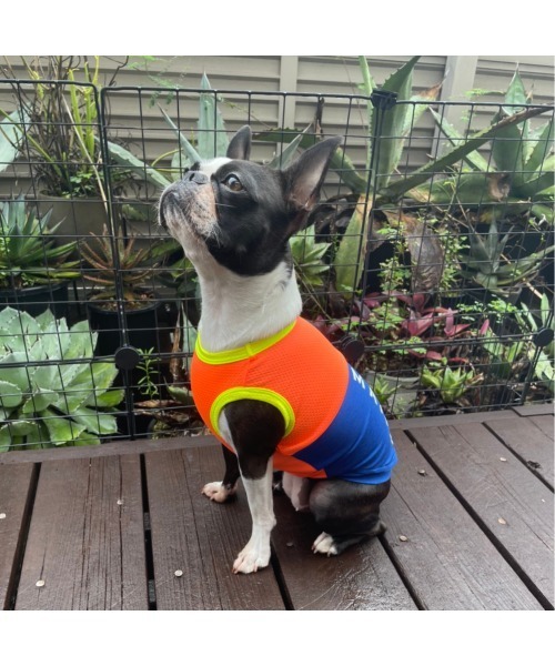 TONE（トネ） 犬 服 「MAiTE by Mark Gonzales」Cup Cake(MA