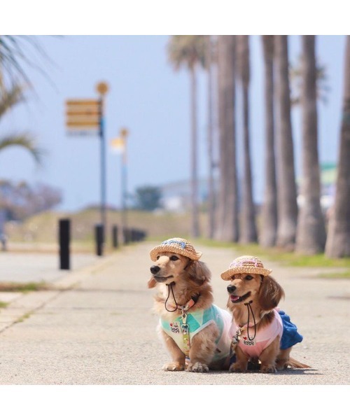 Shop Ann 犬用麦わら帽子 サングラス犬用 犬帽子 犬の帽子 Su Zozotown Yahoo 店 通販 Yahoo ショッピング
