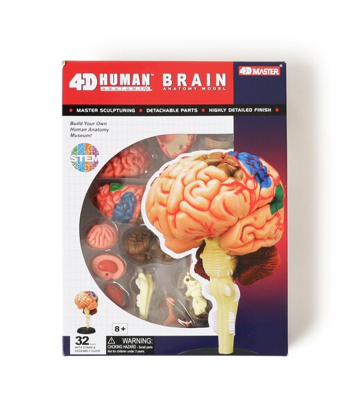4D  HUMAN シリーズ Amazon.co.jp: 人体解剖模型 立体パズル 4D HUMAN Anatomy 雄性
