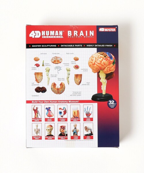 4D  HUMAN シリーズ Amazon.co.jp: 人体解剖模型 立体パズル 4D HUMAN Anatomy 雄性