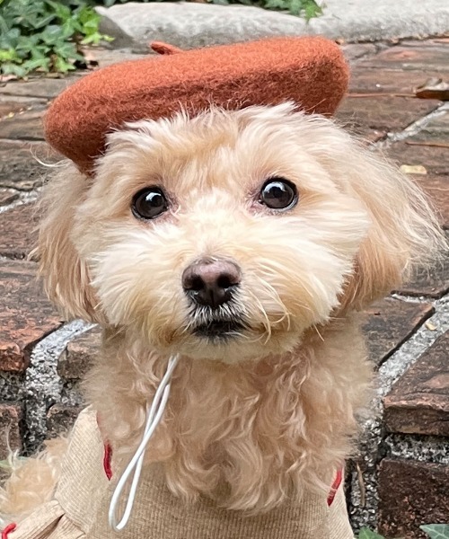 ONEKOSAMA OINUSAMA（おねこさま・おいぬさま） 犬 服 ペット ベレー帽