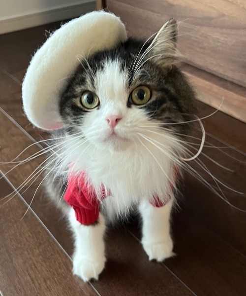 ONEKOSAMA OINUSAMA（おねこさま・おいぬさま） 犬 服 ペット ベレー帽