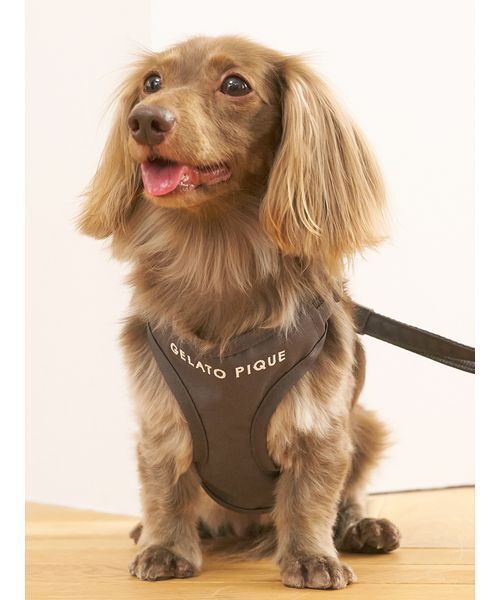 ジェラピケ　小型犬用ハーネス&リード gelato pique 犬 ハーネス リード 「CAT＆DOG」「販路限定商品