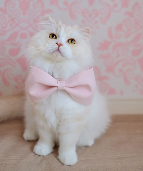 ONEKOSAMA OINUSAMA（おねこさま・おいぬさま） 犬 ハーネス リード