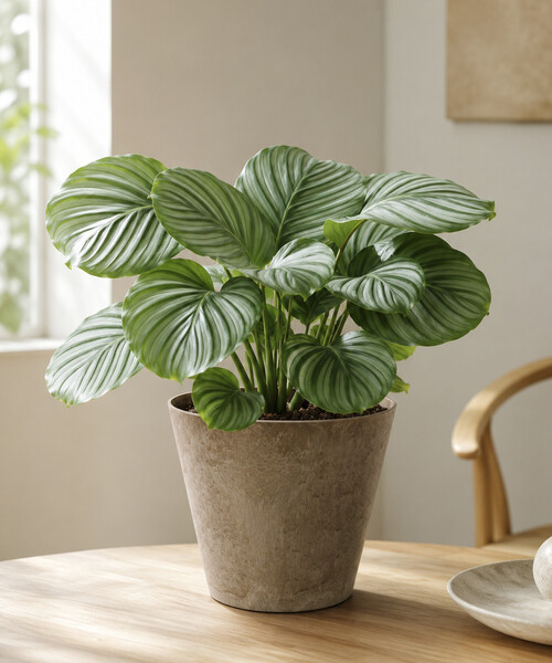 amabro（アマブロ） 花瓶 ART STONE(S) : ZOZOTOWN Yahoo!店 - 通販