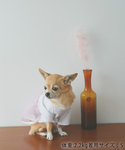 犬 服 「DOG」重ねチュールワンピースの詳細画像3