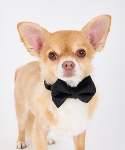 MANDARINE BROTHERS（マンダリンブラザーズ） 犬 おもちゃ ボウタイ/犬