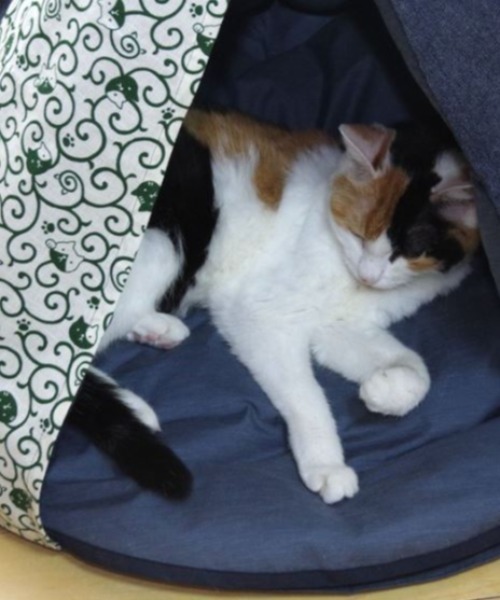 【 nyan de bal / ニャンデバル 】【 Jumou / ジュモウ 】 羽毛のキャットテント ねこ ネコ 猫 にゃんこ cat tent F de nyan bal ニャンデバル Jumou ジュモウ 羽毛のキャットテント ねこ ネコ にゃんこ cat tent salle