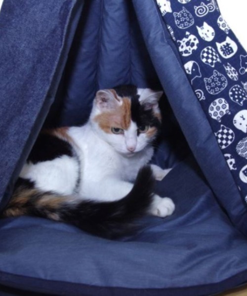 【 nyan de bal / ニャンデバル 】【 Jumou / ジュモウ 】 羽毛のキャットテント ねこ ネコ 猫 にゃんこ cat tent F de nyan bal ニャンデバル Jumou ジュモウ 羽毛のキャットテント ねこ ネコ にゃんこ cat tent salle