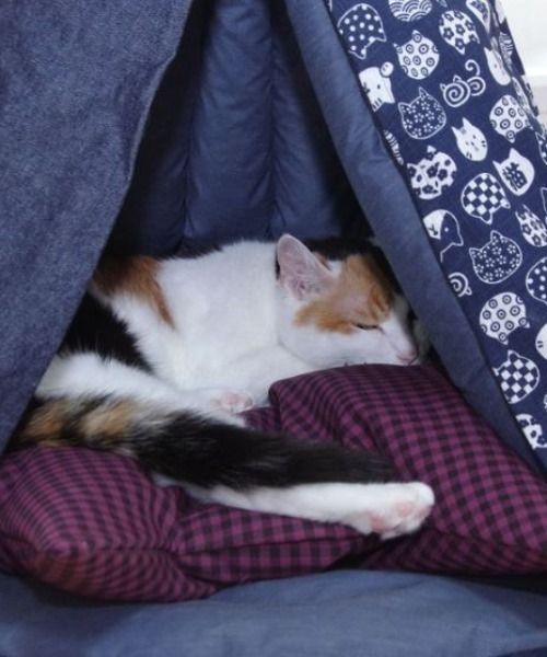 【 nyan de bal / ニャンデバル 】【 Jumou / ジュモウ 】 羽毛のキャットテント ねこ ネコ 猫 にゃんこ cat tent F de nyan bal ニャンデバル Jumou ジュモウ 羽毛のキャットテント ねこ ネコ にゃんこ cat tent salle