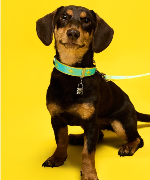 MMCHOKK 犬 ハーネス リード リードセット 雷電シリーズ : ZOZOTOWN