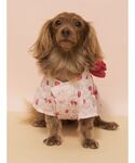 犬 服 「CAT&DOG」ダックスフンドサイズ浴衣の詳細画像5