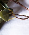 花瓶 「a.depeche/アデペシュ」アーテ...の詳細画像2